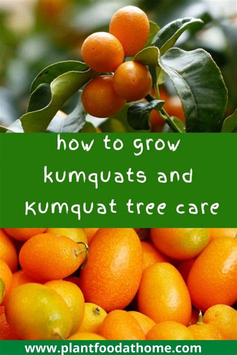 How to Grow Kumquats: Complete Guide To Kumquat Tree Care