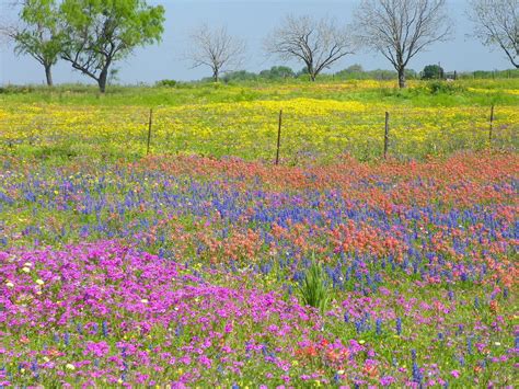 Texas summer, beautiful