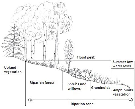 Frontiers | Pressures on Boreal Riparian Vegetation: A Literature Review