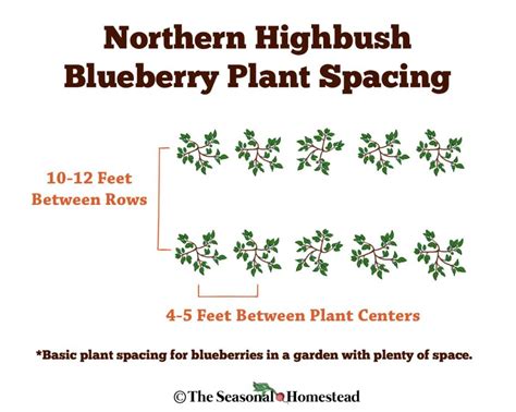 The Best Blueberry Plant Spacing for Your Garden - The Seasonal Homestead