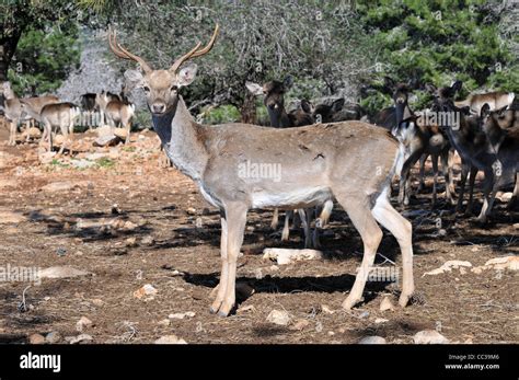 Persian Fallow Deer in the Hi-Bar Nature reserve, Carmel, Israel, Photo ...