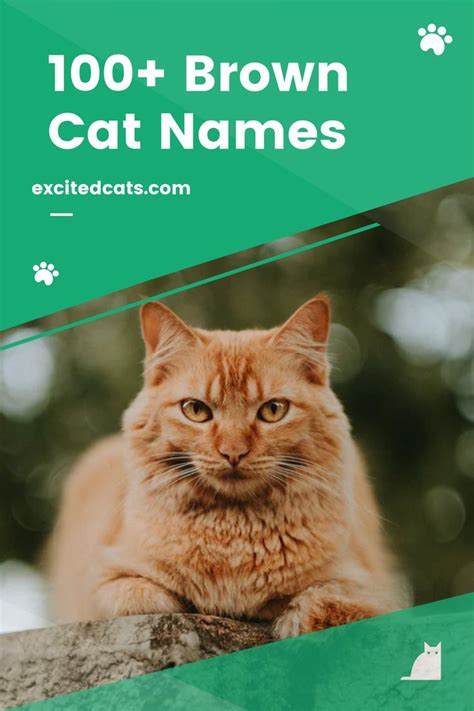 100+ Brown Cat Names | Cat names, Brown cat, Cats