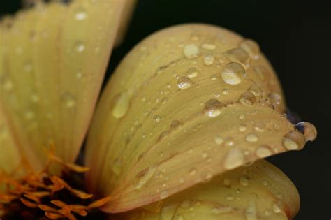 Flower Rain Drops Royalty-Free Stock Photo