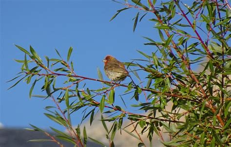 Common Rosefinch Carpodacus - Free photo on Pixabay