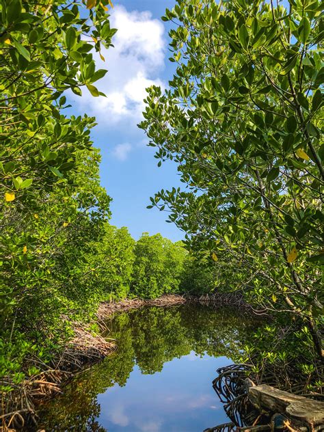 Eastern Mangroves Play Important Role in Combating Climate Change in ...