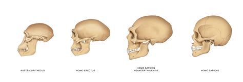 Un nuovo genere di Homo nel nostro Dna - Focus.it