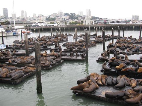 Sea lions, San Francisco (Best city ever #2), California | Best cities ...