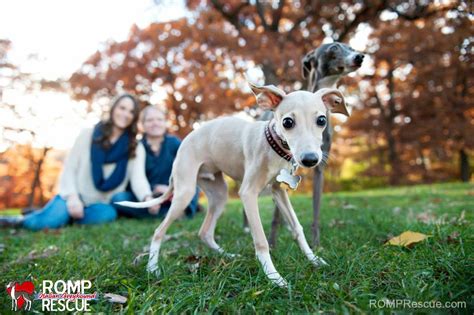 Italian Greyhound Adoption - ROMP Italian Greyhound Rescue Chicago