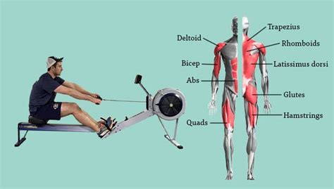 Rowing Machine Muscles: What Muscles Do Rowers Work?