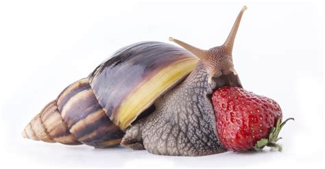 Giant African Land Snail Pictures - AZ Animals