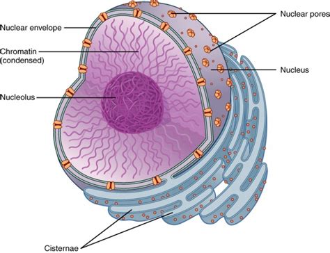 The Nucleus and DNA Replication | Biology of Aging