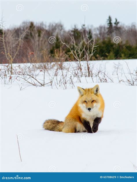 Red Fox out Hunting stock image. Image of beast, hunt - 63708629