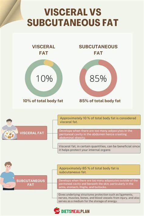 Visceral vs. Subcutaneous Fat - Diets Meal Plan