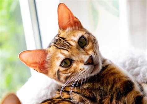 How to Recognize and Address Ear Infections in Cats?