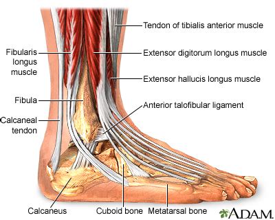 Medial Malleolus Anatomy