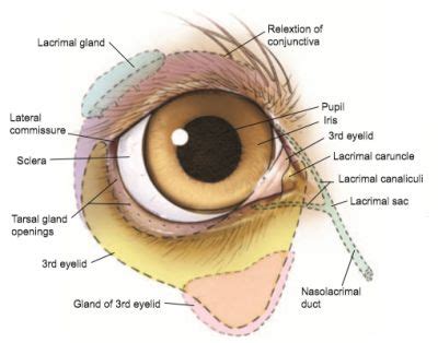 4 Best Dog-Safe Eye Drops & Dog Eye First-Aid Tips