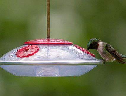 Where to Hang Hummingbirds Feeders - Placement Tips