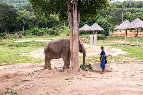 Samui Elephant Haven - Visiting a true elephant sanctuary in Koh Samui.