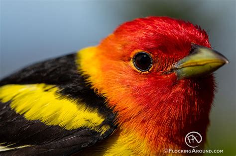 Western Tanager Nesting Pair | Flocking Around