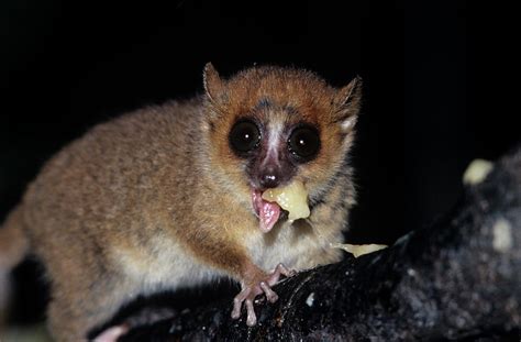 Brown Mouse Lemur (microcebus Rufus) Photograph by Sinclair Stammers ...