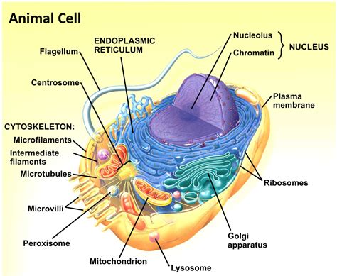 Animal Cell Membrane Diagram