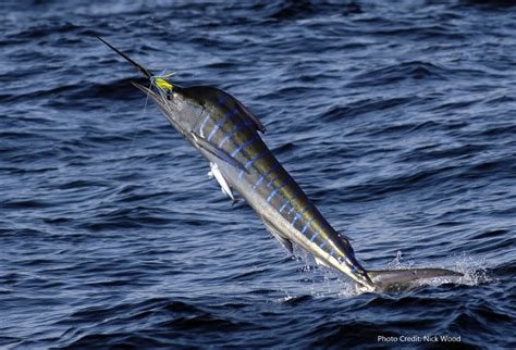 2019 Striped Marlin Conservation Record | The Billfish Foundation