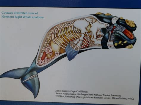 right whale, anatomy, WHOI | Biologia marinha, Baleias, Animais pré ...