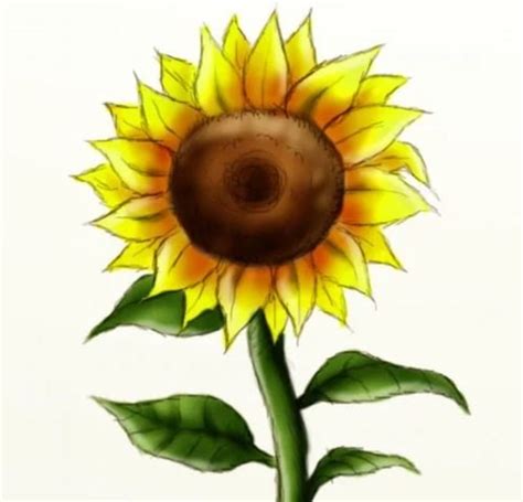 How to Draw a Sunflower (in 10 Easy Steps) - FeltMagnet