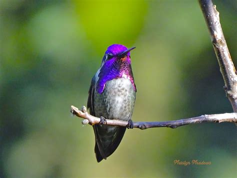 Costa's Hummingbird, identification, coloration, size, breeding range ...