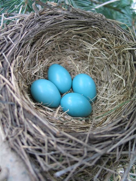 Free Images : eggs, bird nest, spring, robin, blue 1944x2592 ...