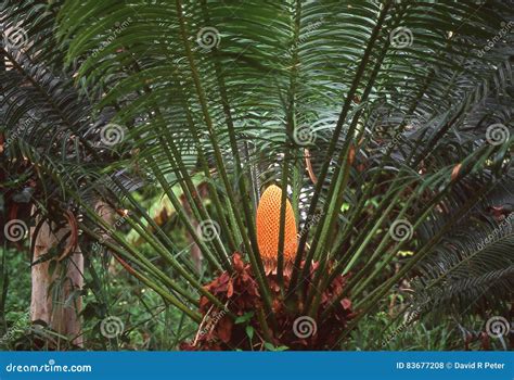 Tropical Tree Fern stock photo. Image of spores, floor - 83677208