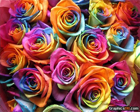 Rainbow Roses: All Colors in One Rose ‹ Page 2 of 2