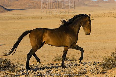 Namib Desert Horse stock photo - Minden Pictures