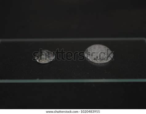 Catalase Test Negative Positive Result On Stock Photo 1020483955 ...