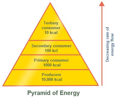 Draw a diagram of pyramid of energy.In the ecosyst toppr.com