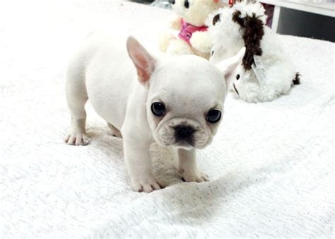 Teacup French Bulldog Puppy Animals Wallpapers HD | Bulldog puppies ...