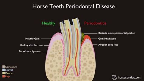 Pin on Equine Teeth~ Information