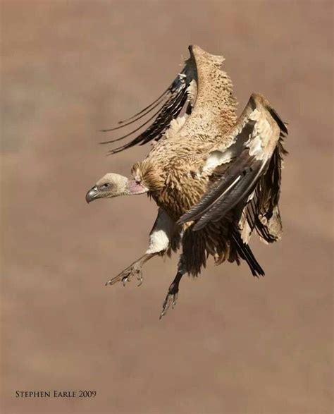 Cape vulture | Animals amazing, Pet birds, Beautiful birds