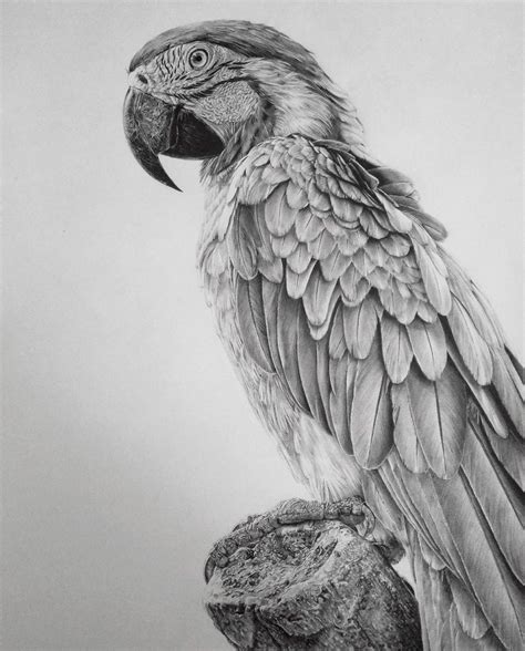 The Parrot Sketch at PaintingValley.com | Explore collection of The ...