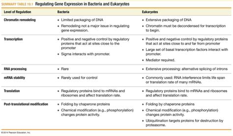 Lecture 15 - Prokaryotic and eukaryotic gene expression Diagram | Quizlet