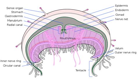 Jellyfish Digestive System Diagram