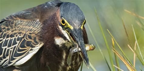 Green Heron – Audubon