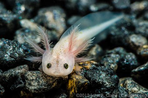 Axolotl - Ambystoma mexicanum | Leucistic larva May 26th 201… | Flickr