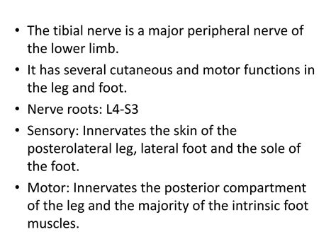 SOLUTION: Anatomy of tibial nerve presentation - Studypool