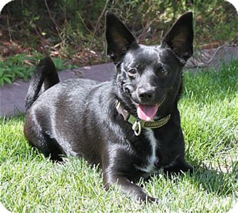 Bend, OR - Schipperke. Meet Jenny a Pet for Adoption.