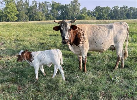 Florida Cracker Cattle - Cracker Farms