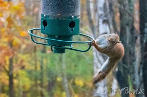 Index of /wp-content/gallery/bird-feeder-squirrel-spinner