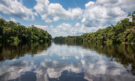 Congo Rain Forest and Basin | Places | WWF