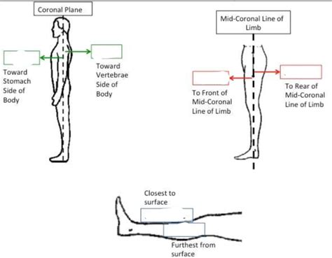 Anatomical Positions-Coronal Plane Diagram | Quizlet