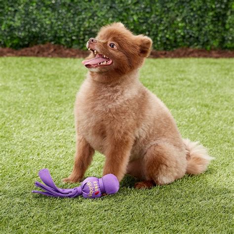 10 of the Best Dog Toys for Small Breeds - Newsweek